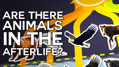 Swedenborg and Life Recap: Are There Animals in the Afterlife? – 10/17/16