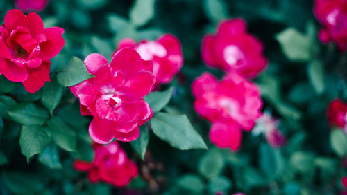 A Peek inside Swedenborg’s Garden